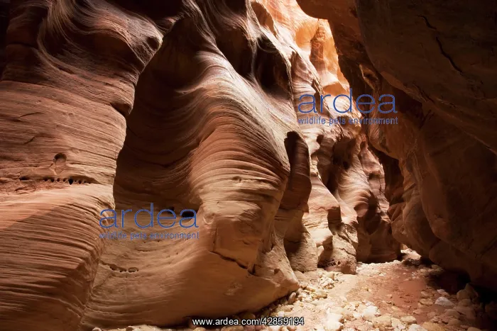 : Buckskin gulch - slot canyon in sandstone. In Paria : Buckskin gulch - slot canyon in sandstone. In Paria
