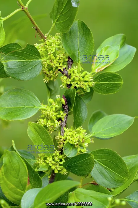 : Buckthorn or Purging Buckthorn - in flower : Buckthorn or Purging Buckthorn - in flower