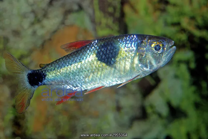 : Bucktooth Tetra : Bucktooth Tetra