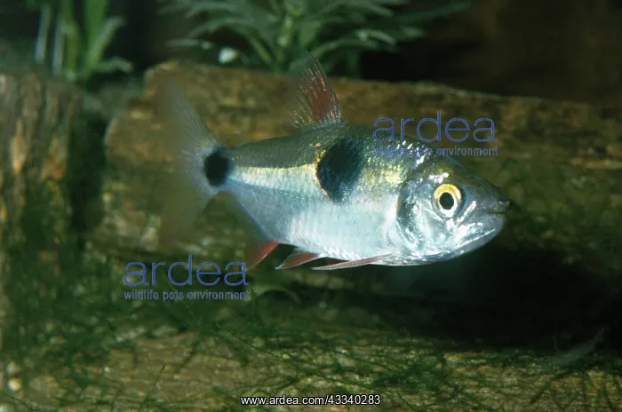 : Bucktooth Tetra Fish : Bucktooth Tetra Fish
