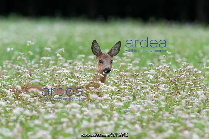 : Buckwheat. Roe Deer (Capreolus capreolus) doe feeding in a field of flowering Buckwheat : Buckwheat. Roe Deer (Capreolus capreolus) doe feeding in a field of flowering Buckwheat