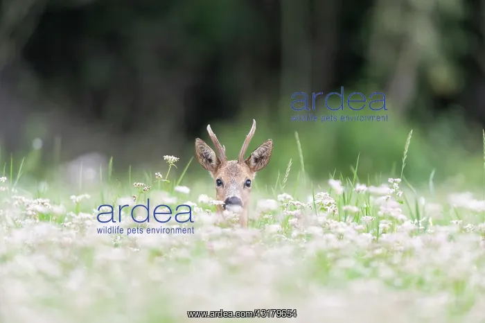 : Buckwheat. Male Roe Deer (Capreolus capreolus) in a field of flowering Buckwheat : Buckwheat. Male Roe Deer (Capreolus capreolus) in a field of flowering Buckwheat