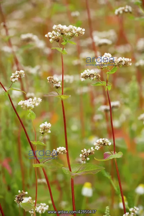 : Buckwheat - crop in cultivation : Buckwheat - crop in cultivation