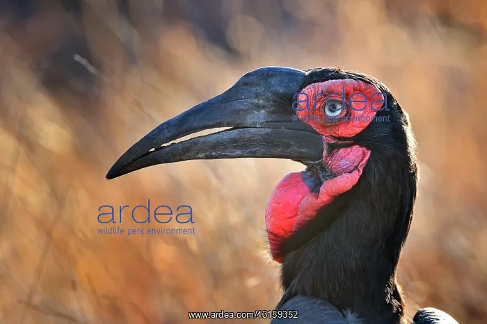: Bucorvus leadbeateri Tockus leadbeateri Bucorvus : Bucorvus leadbeateri Tockus leadbeateri Bucorvus