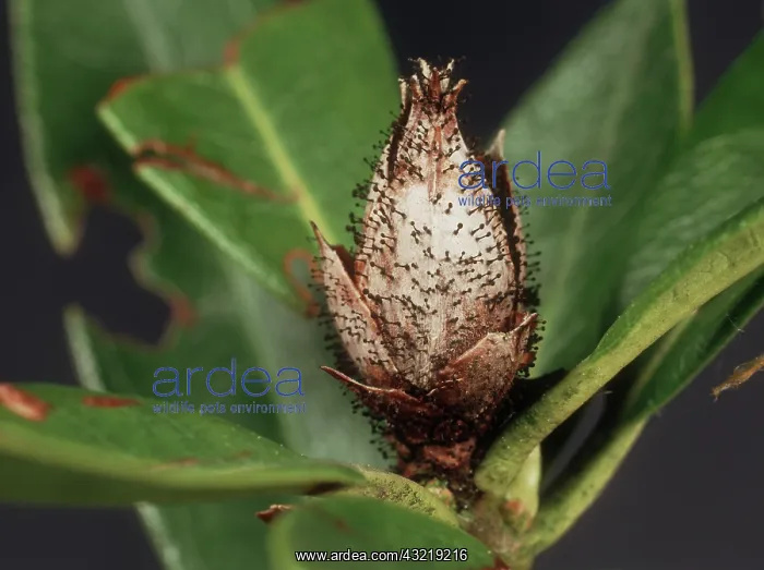  : Bud Blast on Rhododendron Bud