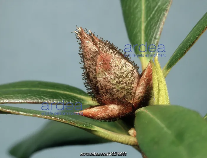 : Bud blast on Rhododendron Bud : Bud blast on Rhododendron Bud