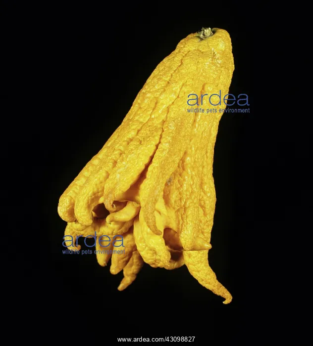 : Buddah's Hand Citron : Buddah's Hand Citron