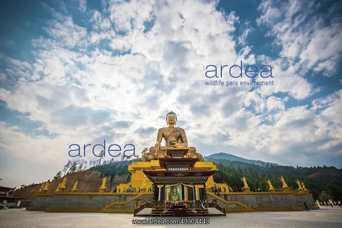 : Buddha Dordenma statue, large Buddha statue, Buddha : Buddha Dordenma statue, large Buddha statue, Buddha