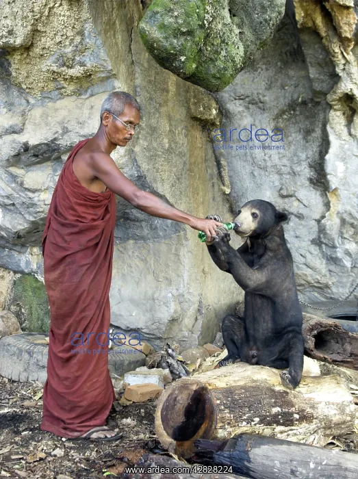 : Buddhist monk giving water to tethered pet Malayan Sun Bear : Buddhist monk giving water to tethered pet Malayan Sun Bear