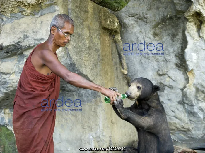 : Buddhist monk giving water to tethered pet Malayan Sun Bear : Buddhist monk giving water to tethered pet Malayan Sun Bear