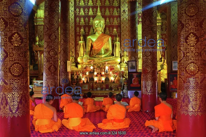 : Buddhist monks at worship in Wat Sen temple in Luang Pra : Buddhist monks at worship in Wat Sen temple in Luang Pra