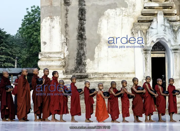 : Buddhist Monks young monks queuing with alms bowls of food : Buddhist Monks young monks queuing with alms bowls of food