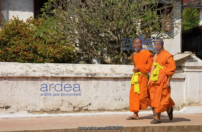 : Buddhist novices in the main road of Luang Prabang : Buddhist novices in the main road of Luang Prabang