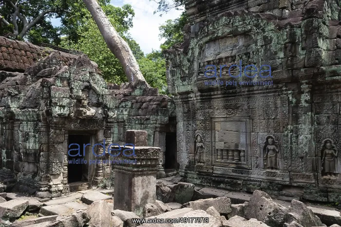 : Buddhist temple buildings, jungle temples : Buddhist temple buildings, jungle temples
