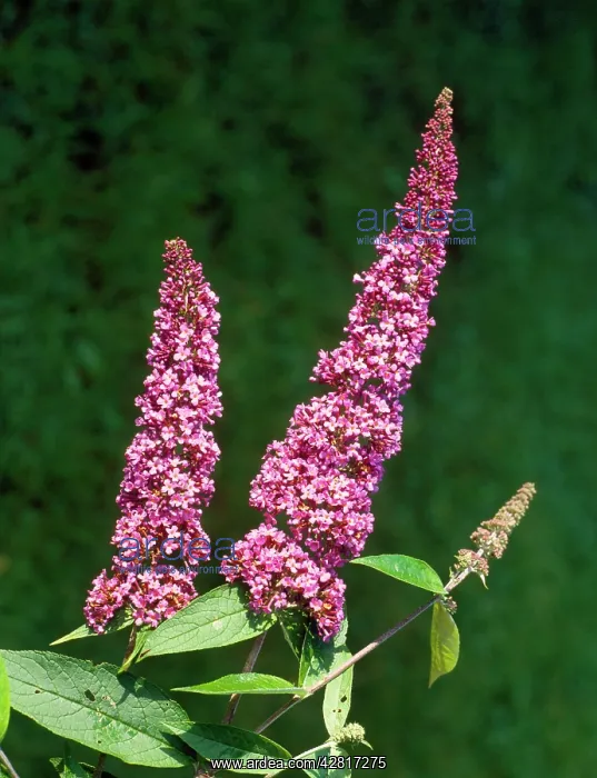  : Buddleia (Buddleja davidii)