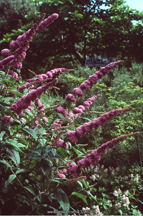 : BUDDLEIA : BUDDLEIA