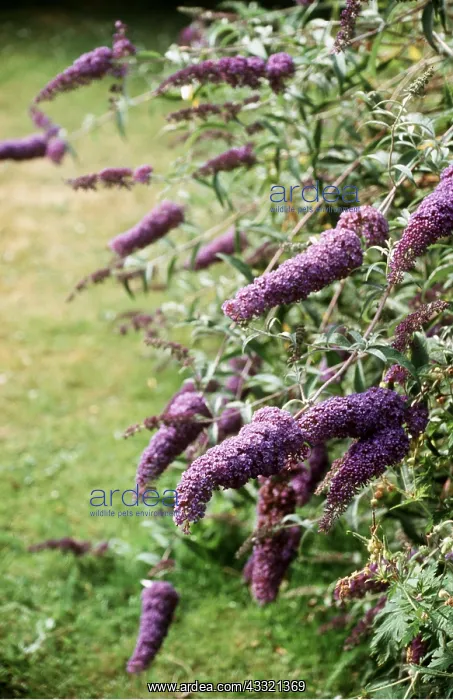 : BUDDLEIA : BUDDLEIA