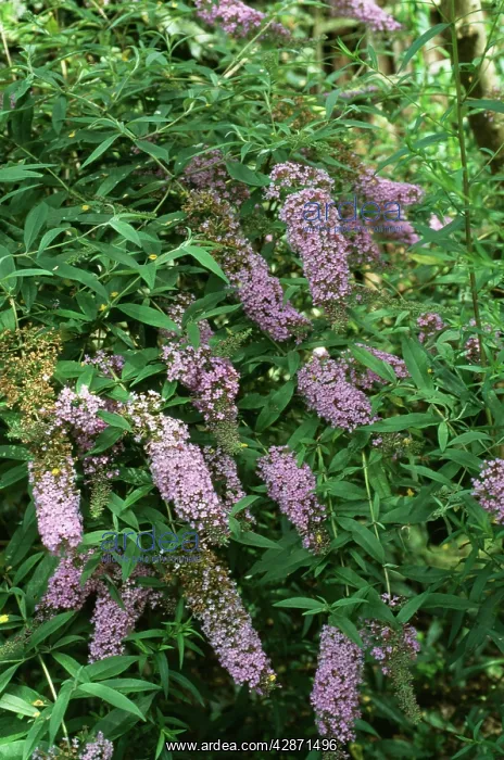  : BUDDLEIA - IN FLOWER