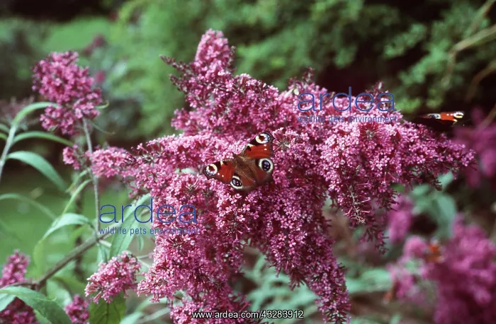 : Buddleia and Peacock Butterfly : Buddleia and Peacock Butterfly