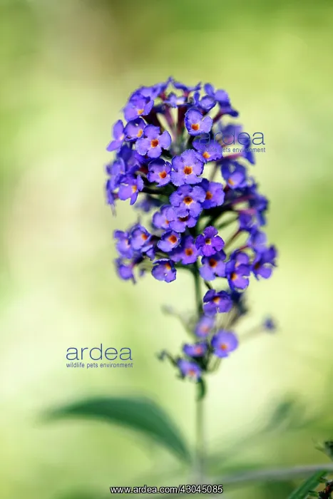: Buddleja. Flowerphotos have asked us to remove images from Laura Stolfi : Buddleja. Flowerphotos have asked us to remove images from Laura Stolfi