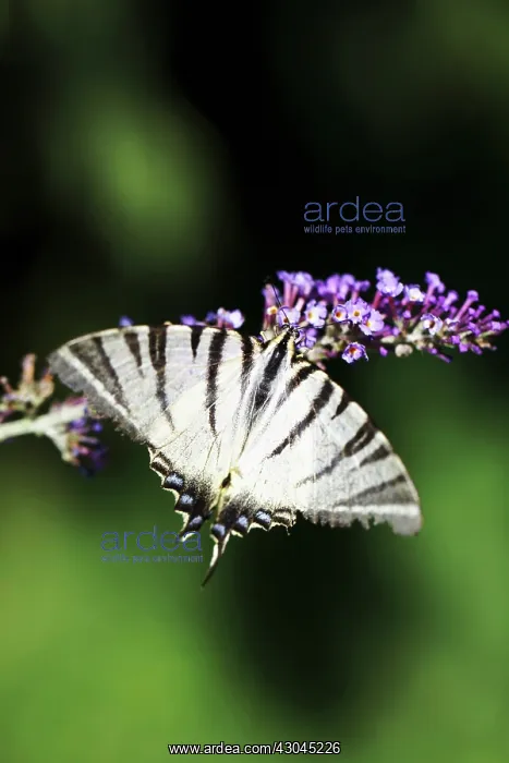: Buddleja. Flowerphotos have asked us to remove images from Laura Stolfi : Buddleja. Flowerphotos have asked us to remove images from Laura Stolfi
