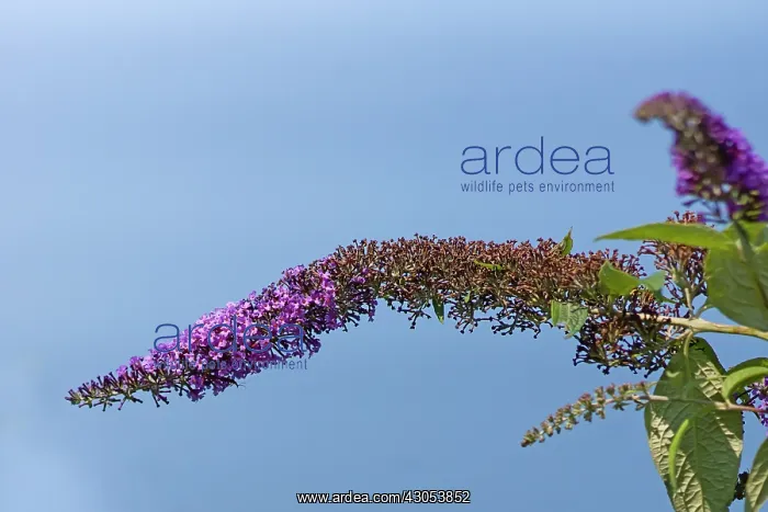 : Buddleja Davidii. Long, curved panicles of small, purple or lilac flowers against blue sky : Buddleja Davidii. Long, curved panicles of small, purple or lilac flowers against blue sky
