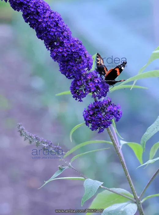 : Buddleja, Buddleja davidii Black Knight : Buddleja, Buddleja davidii Black Knight