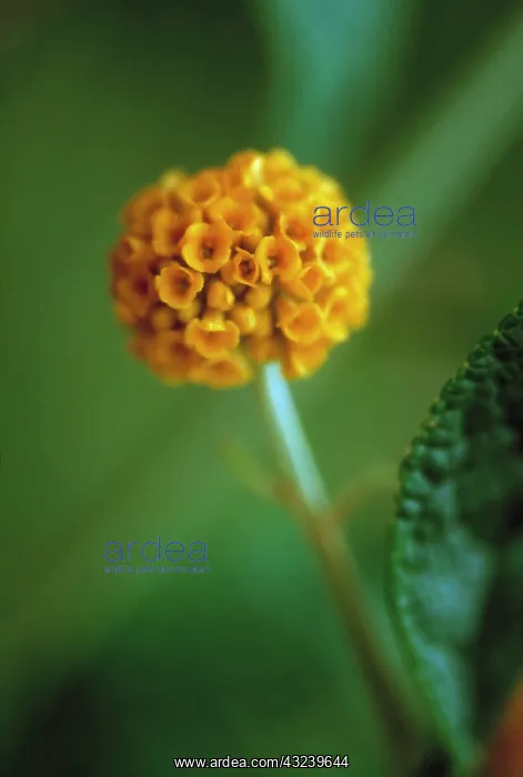 : Buddleja, Buddleja globosa : Buddleja, Buddleja globosa
