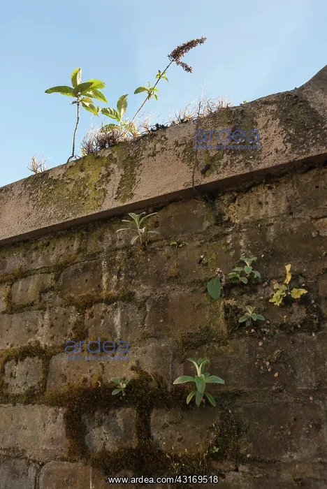 : Buddleja, Buddleja davidii, growing onm urban brick : Buddleja, Buddleja davidii, growing onm urban brick