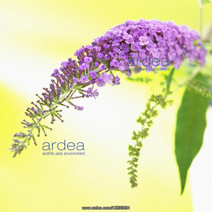 : Buddleja, Buddleja, Purple subject, Yellow background : Buddleja, Buddleja, Purple subject, Yellow background