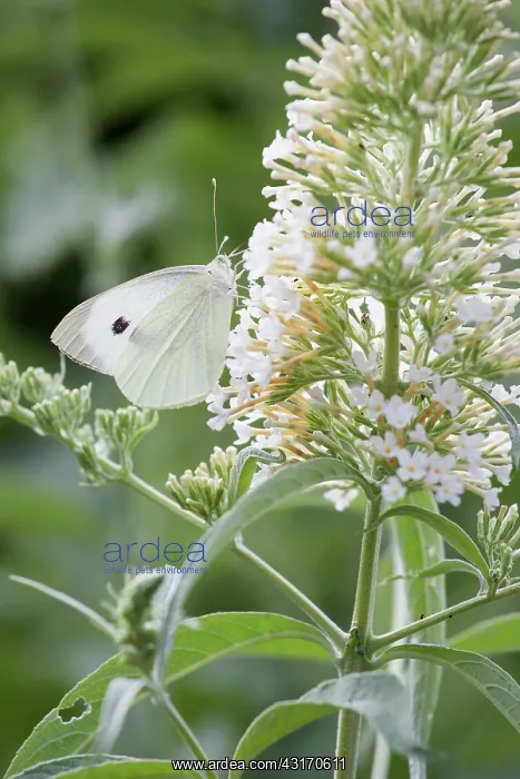 : Buddleja davidii White profusion flower with cabbage white : Buddleja davidii White profusion flower with cabbage white