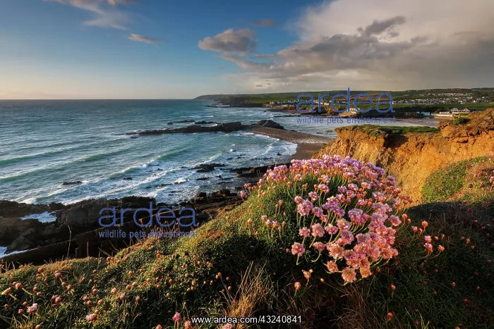  : Bude - Beach and Cliffs - Cornwall - UK