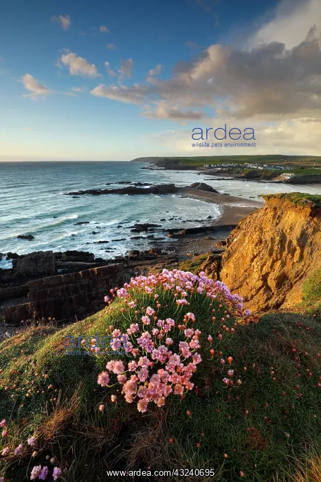 : Bude - Cliffs and Coast - Cornwall - UK