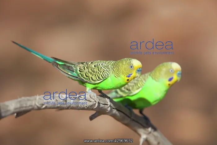 : Budgerigar : Budgerigar