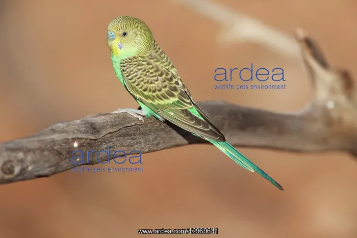 : Budgerigar : Budgerigar
