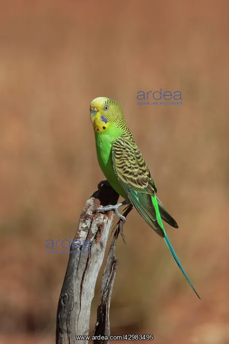 : Budgerigar - : Budgerigar -