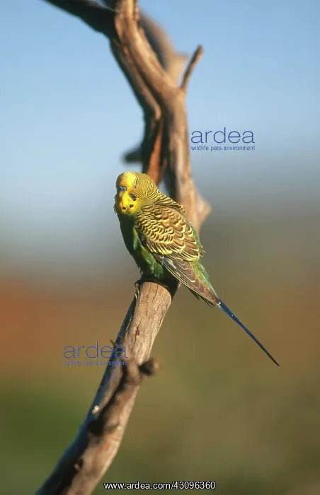 : Budgerigar : Budgerigar
