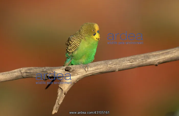 : Budgerigar : Budgerigar