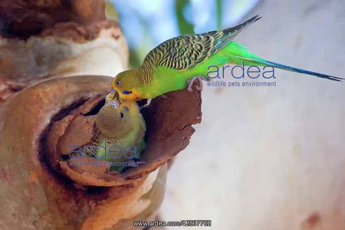 : Budgerigar - adult feeds its almost fledged young : Budgerigar - adult feeds its almost fledged young