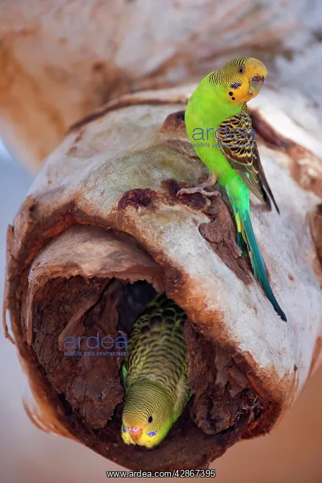 : Budgerigar - adult sitting on a hollow eucalypt : Budgerigar - adult sitting on a hollow eucalypt