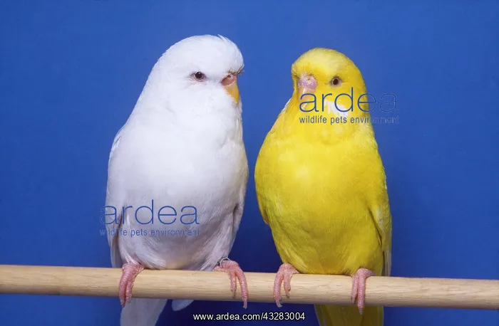 : BUDGERIGAR - albino and lutino variety - cocks / males : BUDGERIGAR - albino and lutino variety - cocks / males