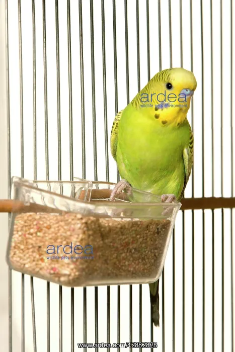 : Budgerigar - in cage with seeds : Budgerigar - in cage with seeds