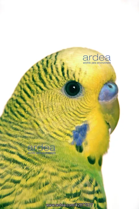: Budgerigar - close-up of face : Budgerigar - close-up of face