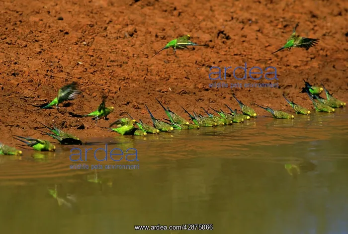 : Budgerigar - Drinking from pool : Budgerigar - Drinking from pool