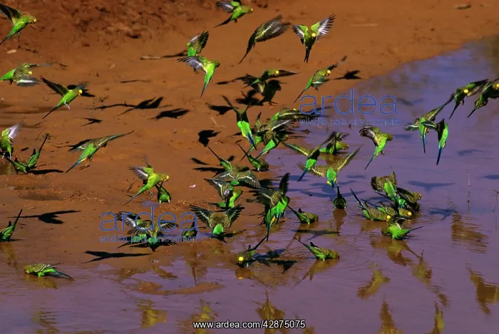 : Budgerigar - Drinking from pool : Budgerigar - Drinking from pool