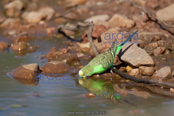 : Budgerigar - Drinking at a pool in Donkey Creek : Budgerigar - Drinking at a pool in Donkey Creek
