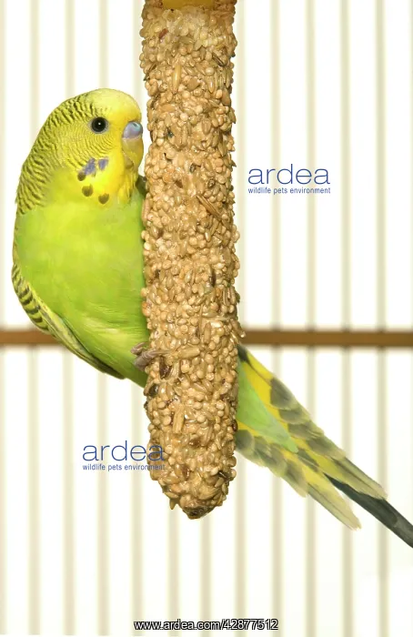 : Budgerigar - feeding in cage : Budgerigar - feeding in cage