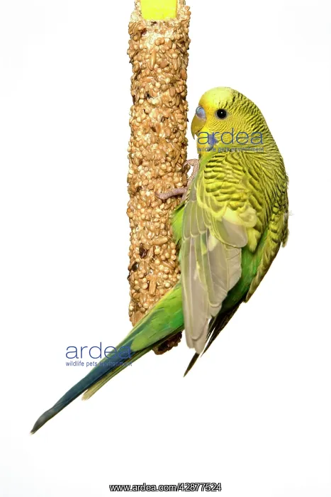 : Budgerigar - feeding in cage : Budgerigar - feeding in cage