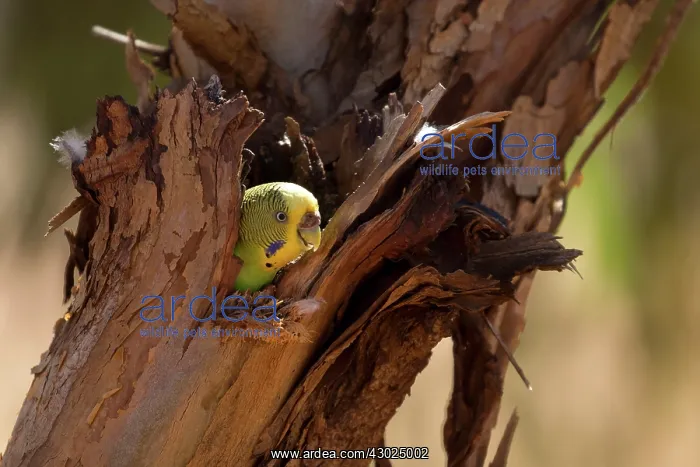 : Budgerigar female peering out of nest hole Papunya Abo : Budgerigar female peering out of nest hole Papunya Abo