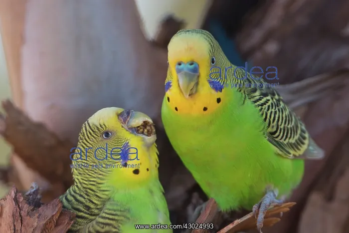 : Budgerigar female with regurgitated food just presented : Budgerigar female with regurgitated food just presented